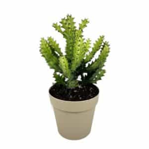 Euphorbia Lactea Compacta Variegata in Pot 26cm