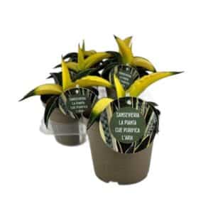 Sansevieria Star Canary in Pot 14cm