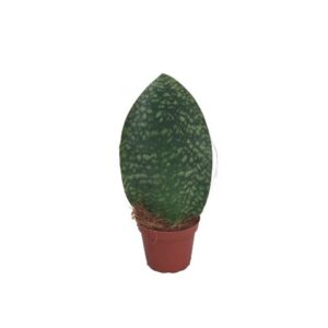 Sansevieria Comet Pastel Silver in Pot 14cm