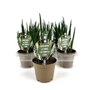 Sansevieria Fern Wood in Pot 8cm