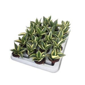 Sansevieria Comet Kichaka in Pot 14cm