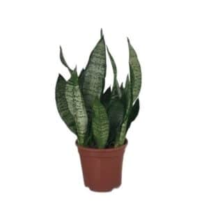 Sansevieria Inti Miust in Pot 14cm