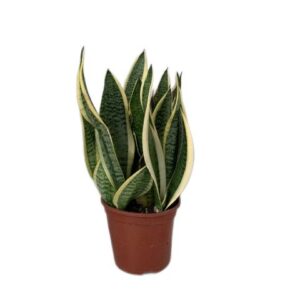 Sansevieria Crysantha Lemon in Pot 8cm