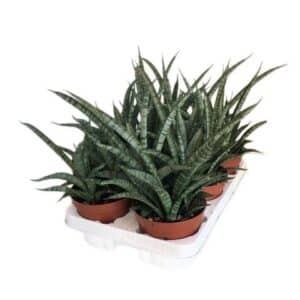 Sansevieria Cylindrica A Ventaglio in Pot 14cm