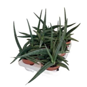 Sansevieria Kirkii Friends in Pot 14cm