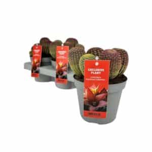 Echinocereus Rigidissimus in Pot 13cm