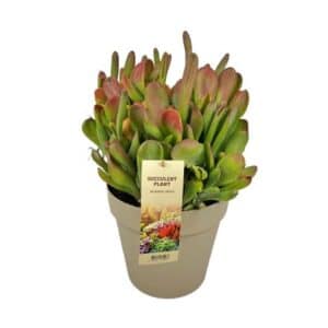 Kalanchoe Oricola in Pot 26cm