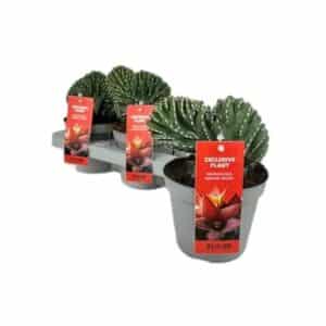 Marginatocereus Marginato Cristata in Pot 13cm