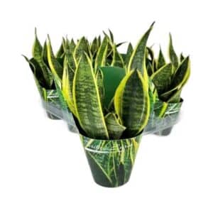 Sansevieria Mix in Pot 10cm