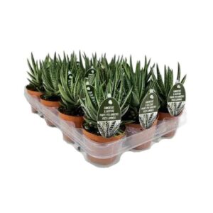 Haworthie-Gasterie in Pot 8cm