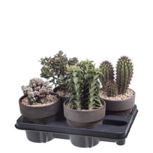 Cactus & Succulent Mix in Terracotta Pot 15cm