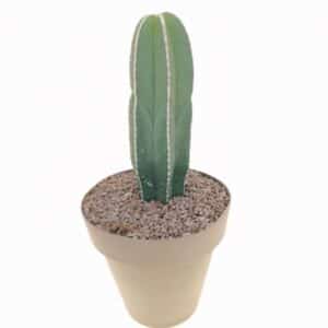 Marginatocereus Marginatus in Pot 16cm