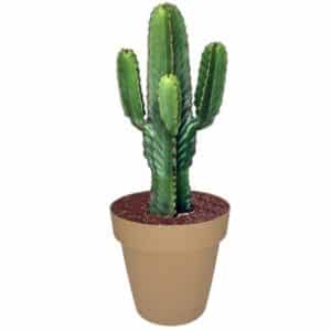 Euphorbia Ingens H90-110 in Pot 25cm