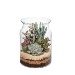 Cactus & Succulent Arrangment In Glass D15 H20cm