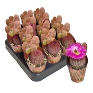 Echinocereus Rigidissimus Rubrispinus in Pot 6.5cm