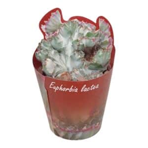 Euphorbia Lactea Crestata White Ghost in Pot 6.5cm