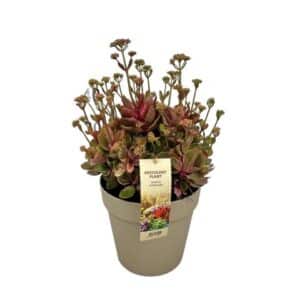 Kalanchoe Blossfeldiana Variegata in Pot 26cm