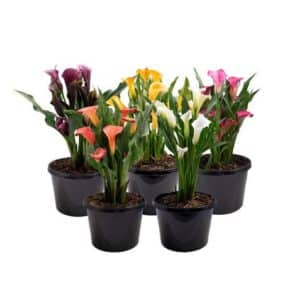 Calla Lily (Zantedeschia) in Pot 12 cm