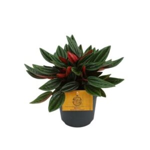 Peperomia Caperata Rosso in Pot 10.5cm