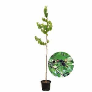Black Mulberry (Gelso Nero) in Pot 20cm