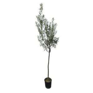 Olive Tree in Pot 24cm