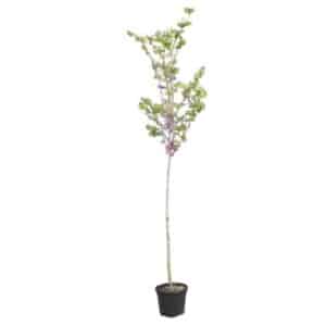 Cercis Siliquastrum in Pot 28cm (Clt.10)