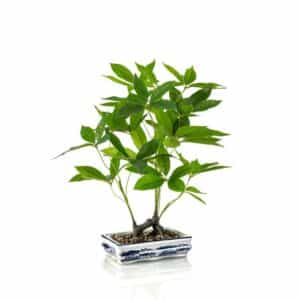 Artificial Pachira Bonsai H62cm in Ceramic Plate