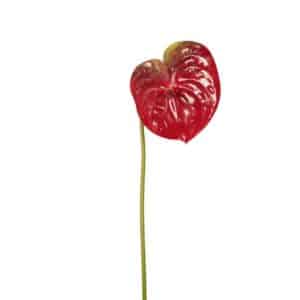 Artificial Anthurium Spray Burgundy L65cm