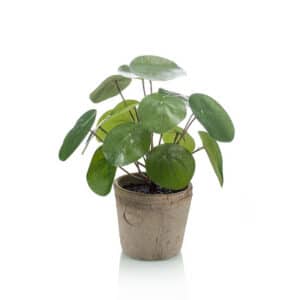 Artificial Pilea Bush H25cm in Aged Terracotta Pot