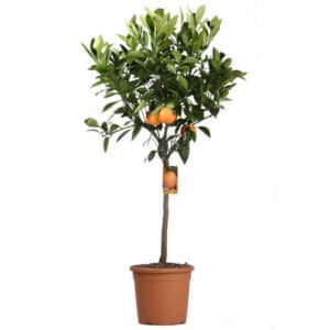 Arancio Sanguinello in Pot 24cm