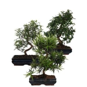 Bonsai Mix S-Shape in Pot 20cm