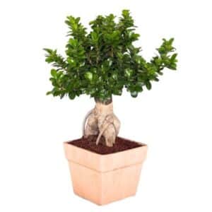Bonsai Ficus Ginseng In Terracotta Square Pot 25cm