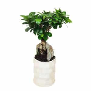 Bonsai Ficus Ginseng In Andromeda Artisianal Pot 11cm