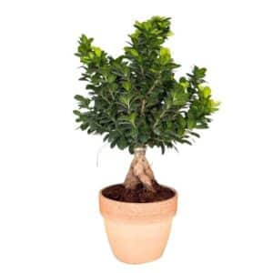Bonsai Ficus Ginseng In Terracotta Pot 40cm H120cm