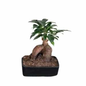Bonsai Ficus Ginseng Mini In Pot 10cm H20cm
