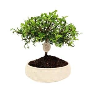 Bonsai Pepper in Artisional Oval Pot 20cm H35cm