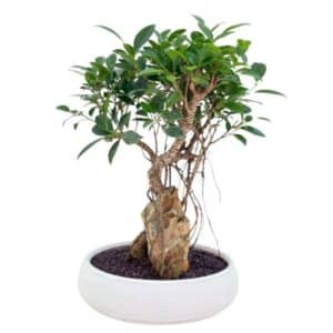 Bonsai Retusa in Artisional Oval Pot 20cm H40cm