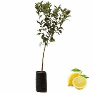 Limone Lunarioin Fit