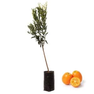 Kumquat Alberello in Fit