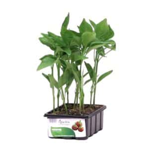 Peperoncino Piccante Ciliegia Rosso - 12 Seedlings