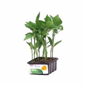 Pepperone Corno Di Toro Giallo - 12 Seedlings