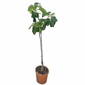Ficus Carica Alberello in Pot 24cm