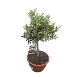 Olivo Bonsai in Pot 25cm H60-70cm