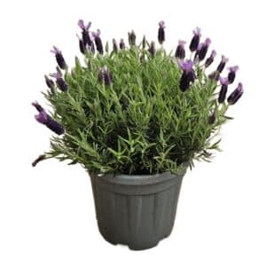 Lavandula Stoechas / French Lavender in Pot 24cm
