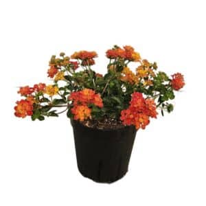 Lantana Strisciante (Creeping) in Pot 16cm