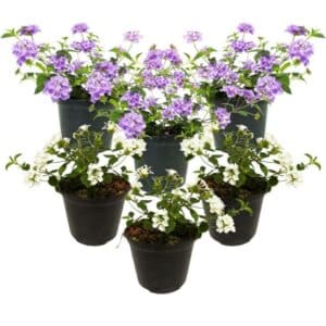 Lantana Strisciante in Pot 16cm