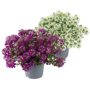 Lobularia in Pot 16cm