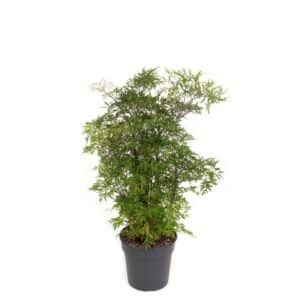 Poliscias Ming H40cm in Pot 15cm