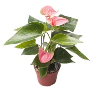 Anthurium Rosa (Pink) in Pot 14cm