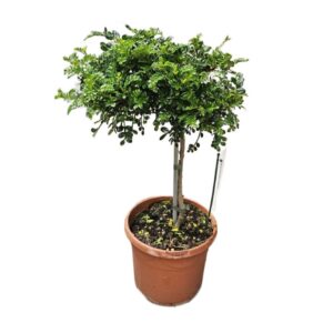 Zanthoxylum Beecheyanum Tree in Pot 19cm